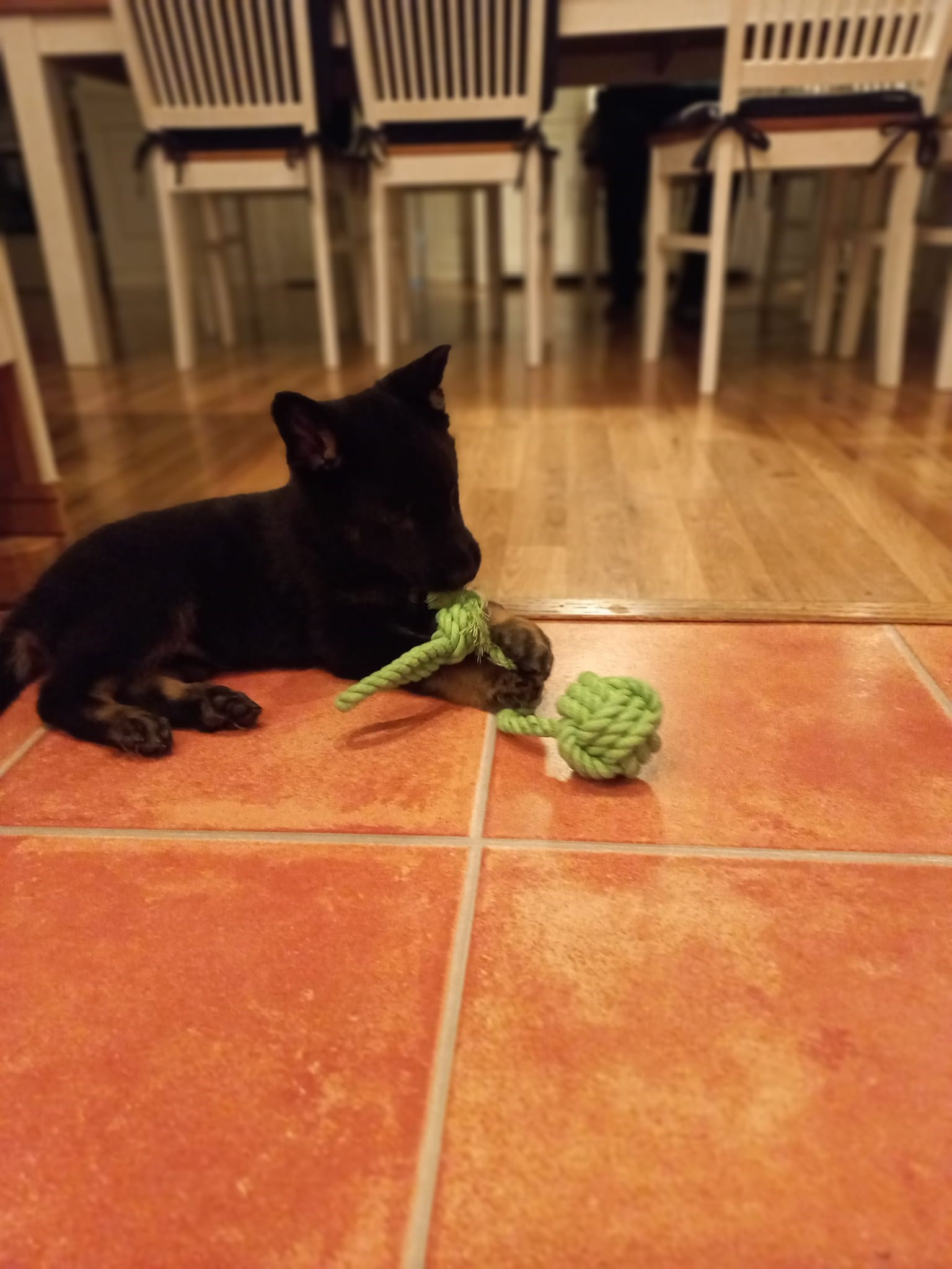 Black Cruel`s Cox BlackCruel's kennel